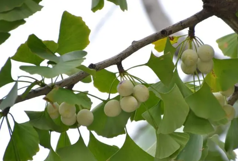 银杏树喜欢什么样的生长环境