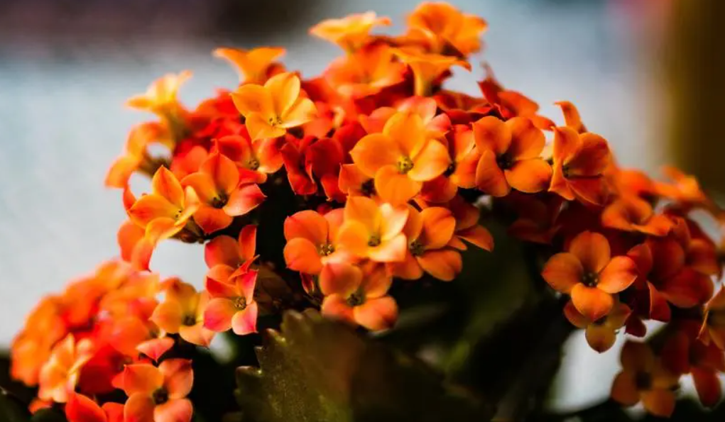 长寿花适合晒太阳吗