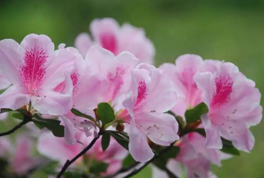 杜鹃花苗怎么培育