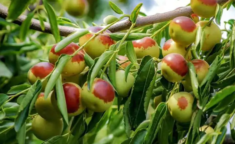 冬枣树苗什么品种最好