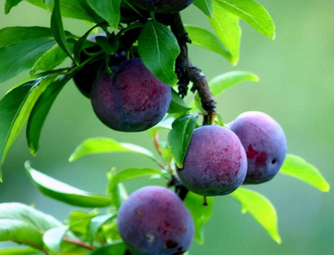 李子树高产种植技术