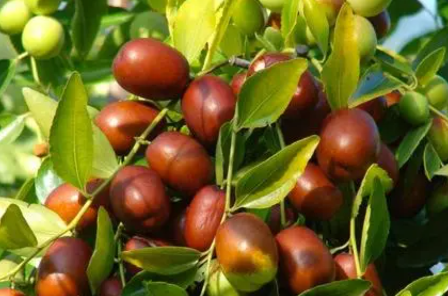 枣树对阳光的要求