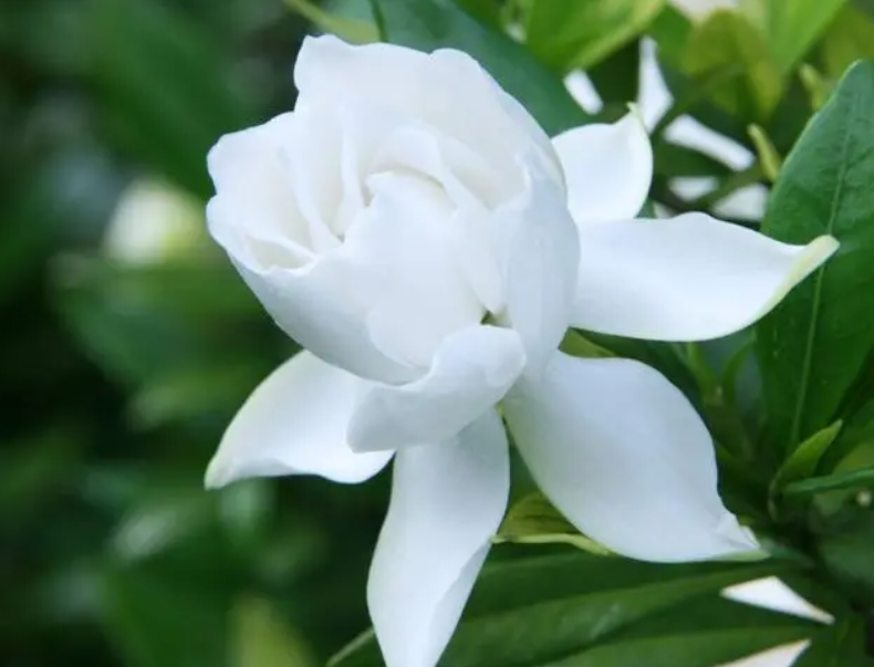 如何让栀子花开花