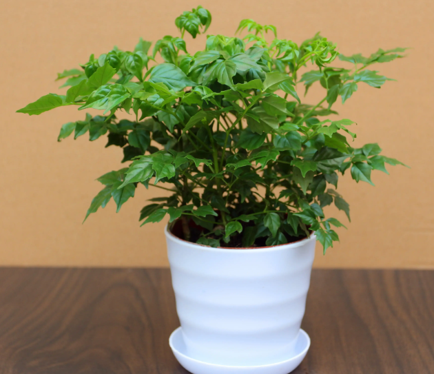 盆栽富贵树的养殖方法