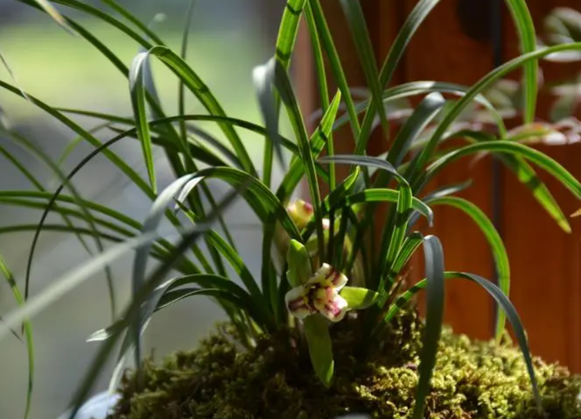 兰花怎么种才种的好