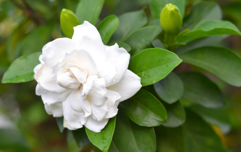 栀子花什么时候修剪