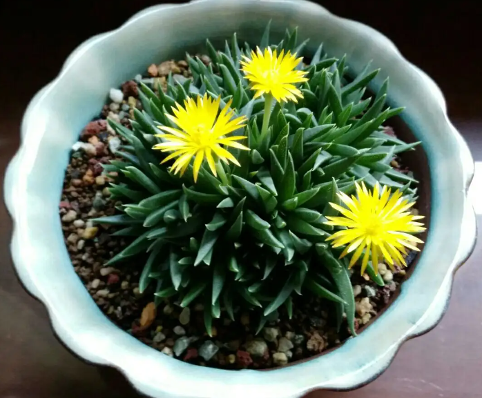 照波一年开几次开花