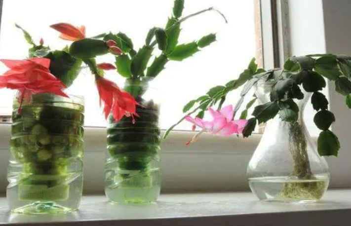 水培蟹爪兰不开花怎么做