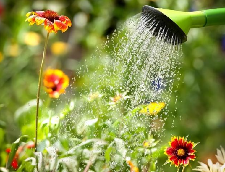 雨水浇花有营养吗