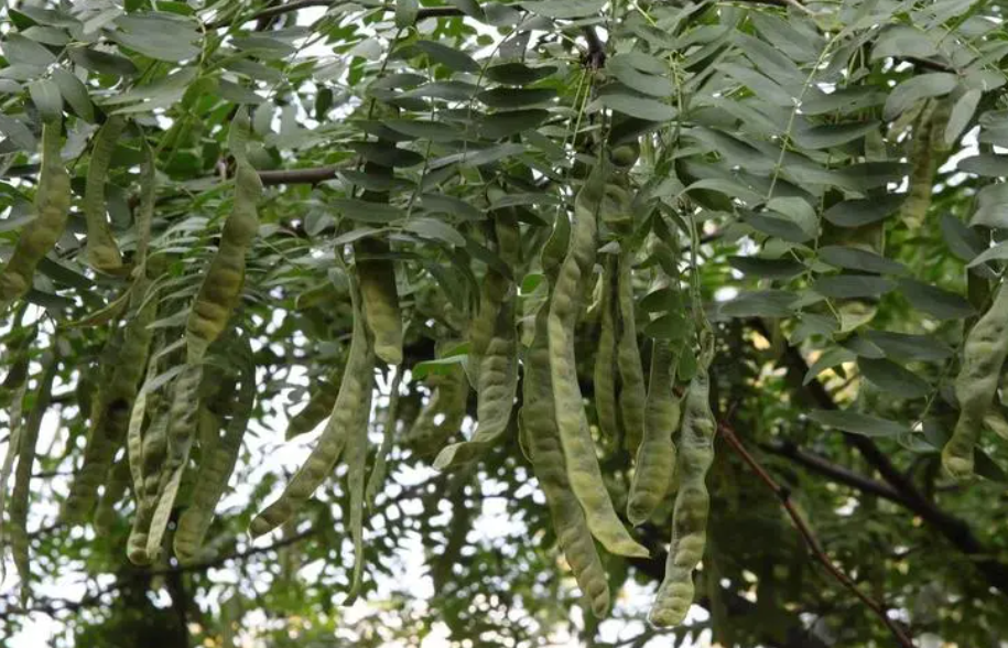 皂角树栽在哪里风水好