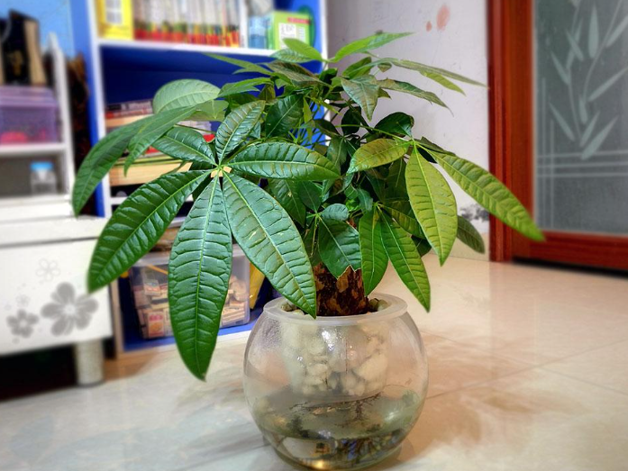 水培发财树要换水吗