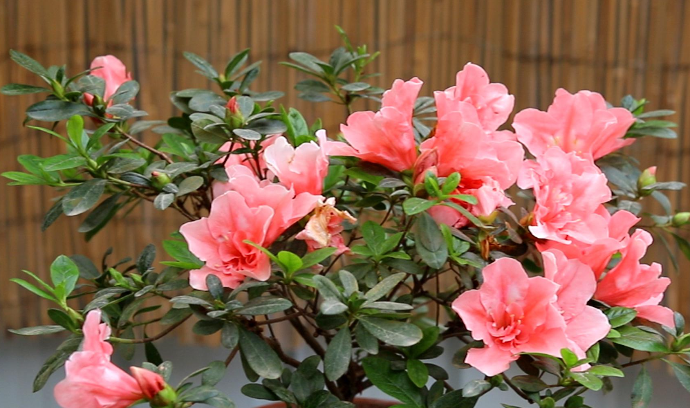 杜鹃花不见阳光可以吗