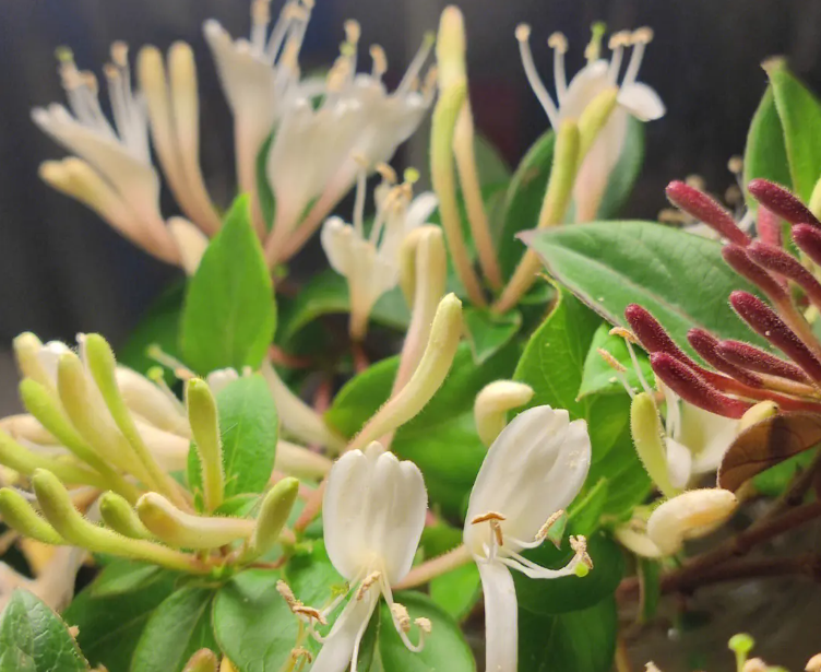 金银花什么时候种植合适