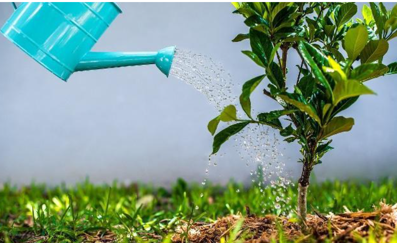 能不能用果汁浇花