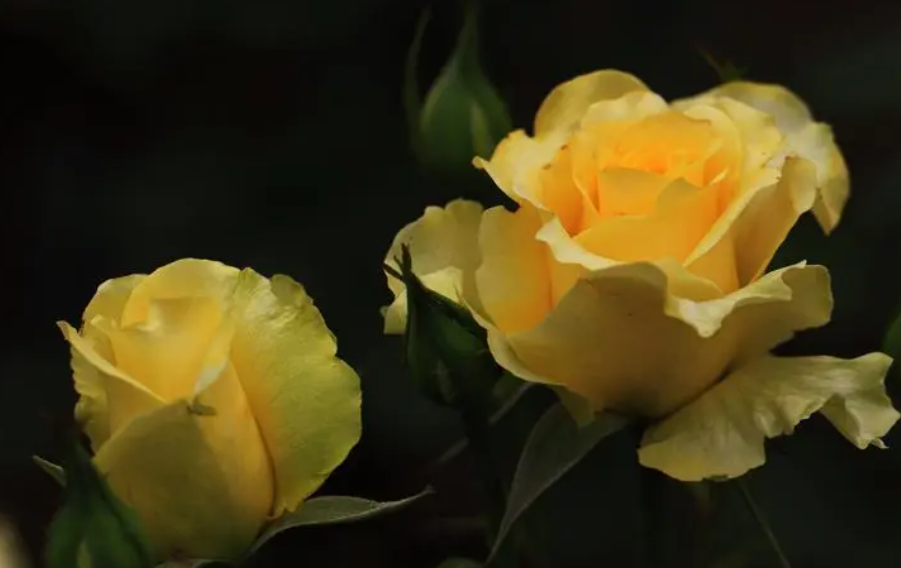 家里能养玫瑰和月季花吗