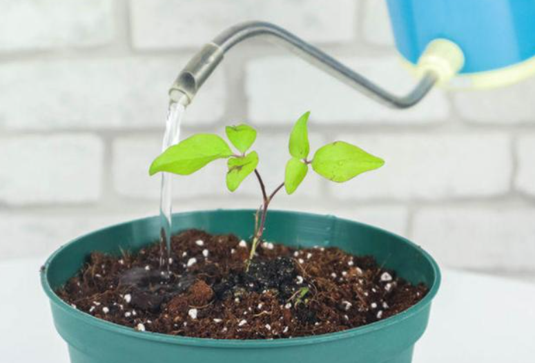 用土豆水浇花是否花叶盛开啊