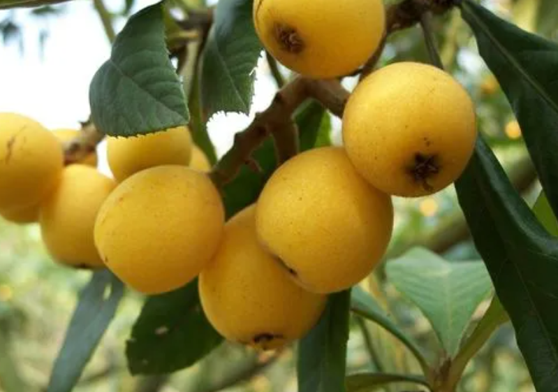 庭院栽枇杷树好吗