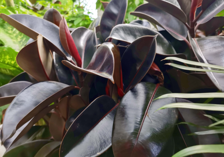 橡皮树什么时候修剪