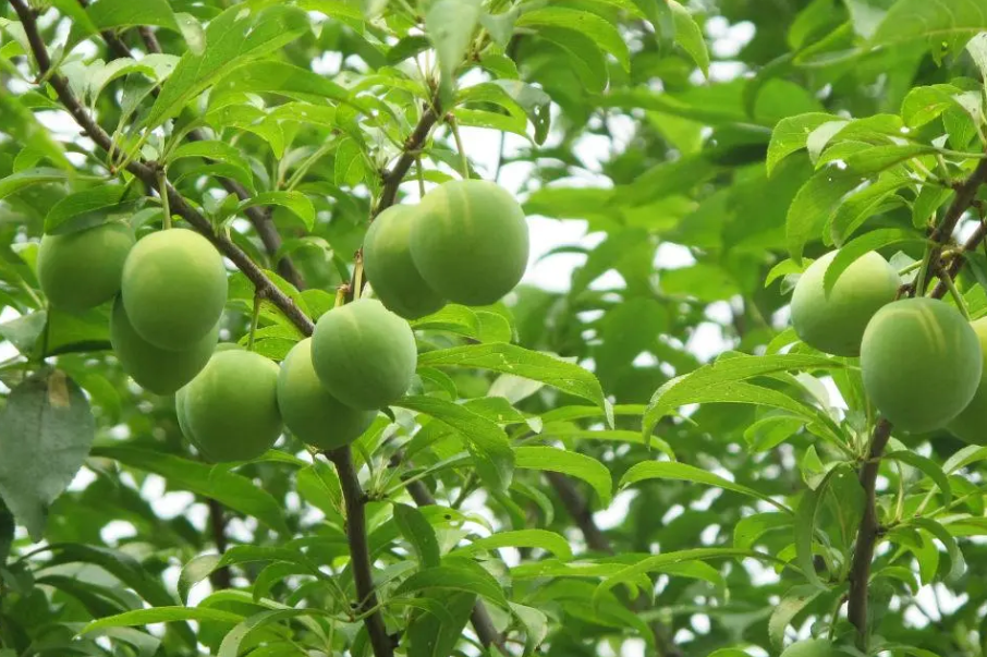 李子树很好养吗怎么养