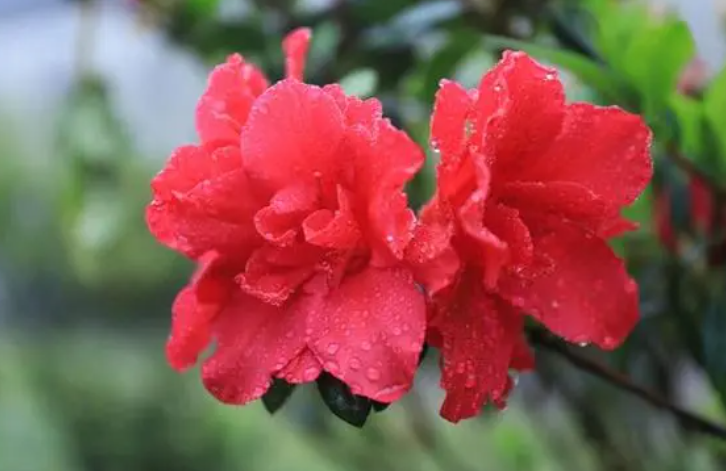 杜鹃花怎么浇水多久一次