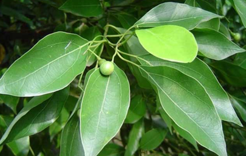 门前香樟树种什么好