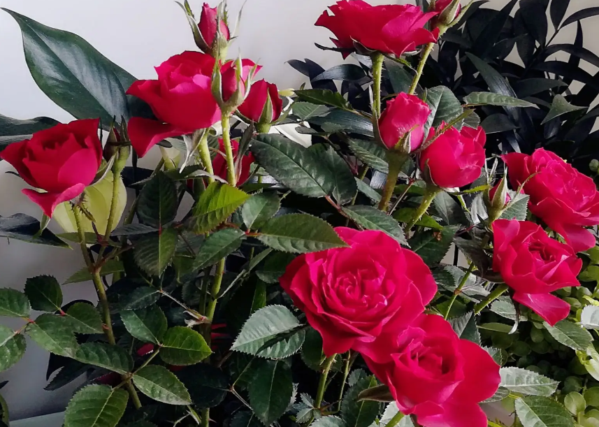 玫瑰花在几月份修剪最合适