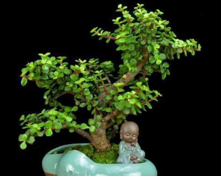 家里盆栽玉树那种好