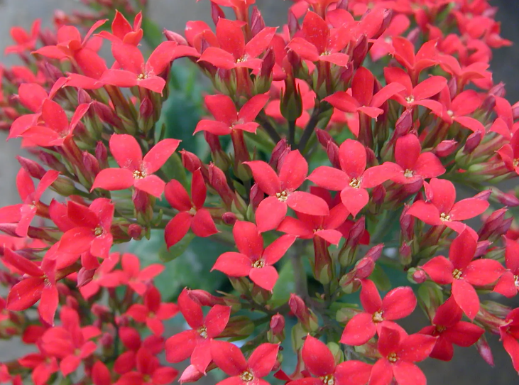 长寿花什么时候打顶最合适