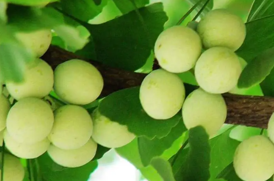 白果树结的果子有什么用