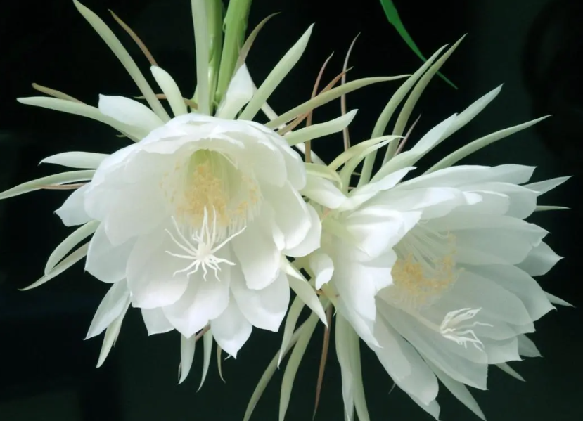 我养的昙花为什么不开花