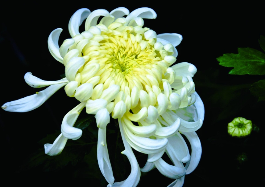 菊花的月份是几月份