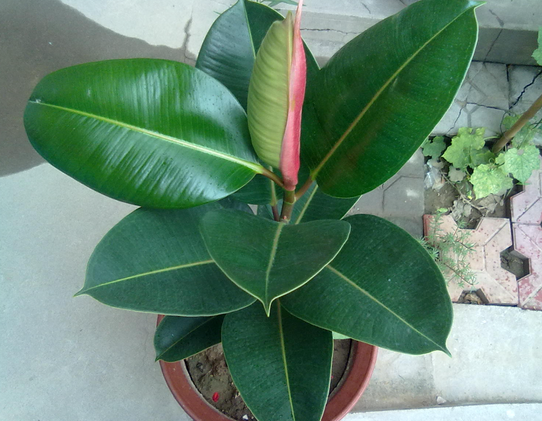 橡皮树需要大量浇水吗