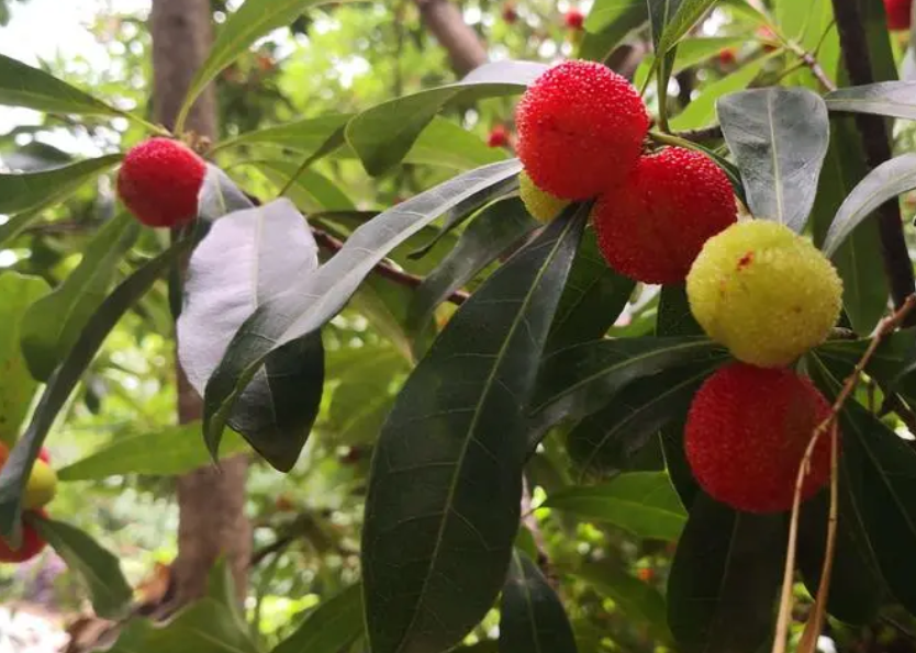 杨梅树可以施尿素吗