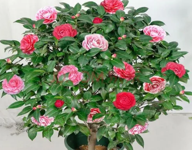 盆栽山茶花的繁殖方法