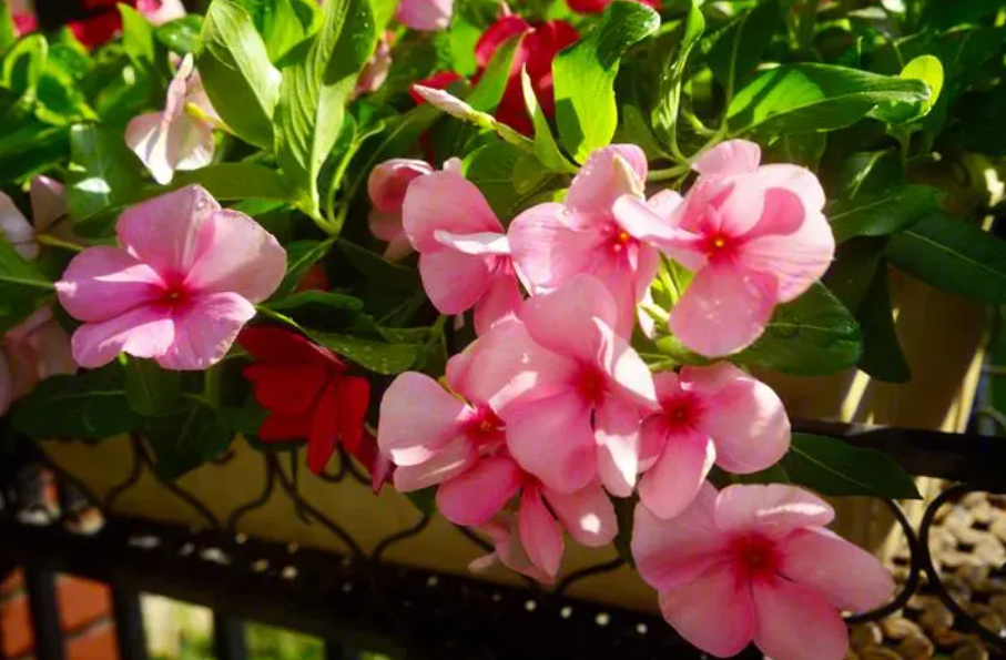 长春花适合什么季节种