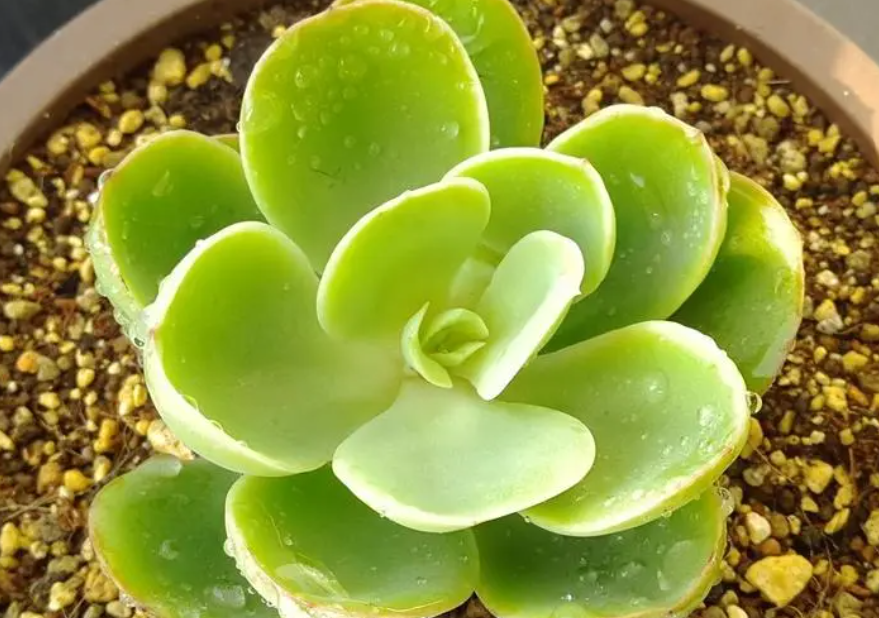 多肉宝石花的养殖方法和注意事项