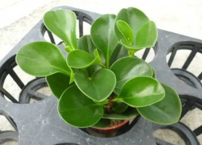 圆叶椒草的花长什么样