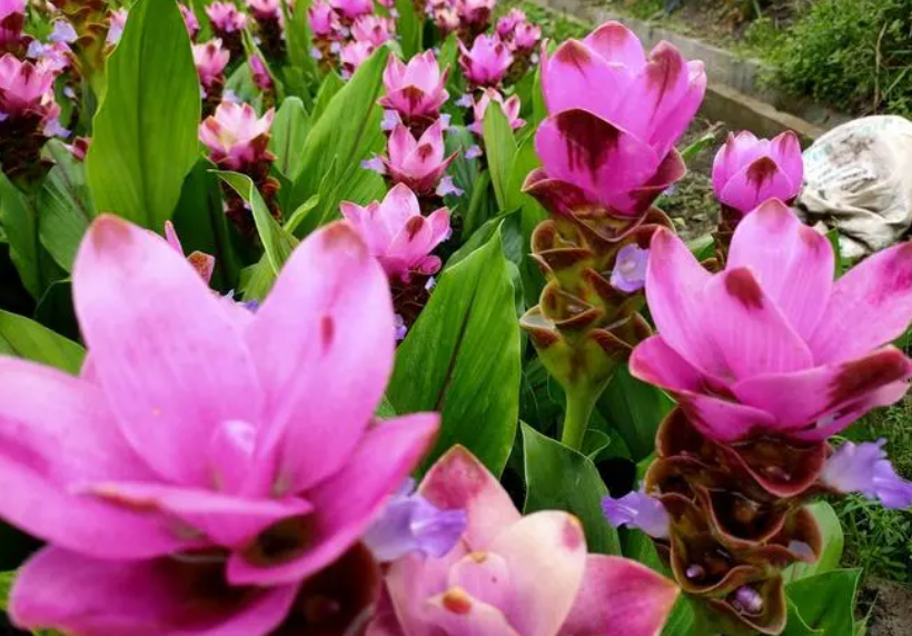 姜荷花寓意是什么意思