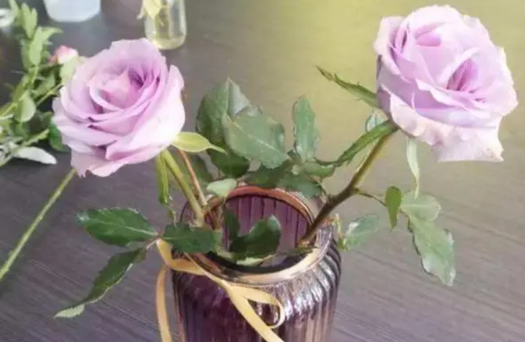 玫瑰花枝插水里能活吗