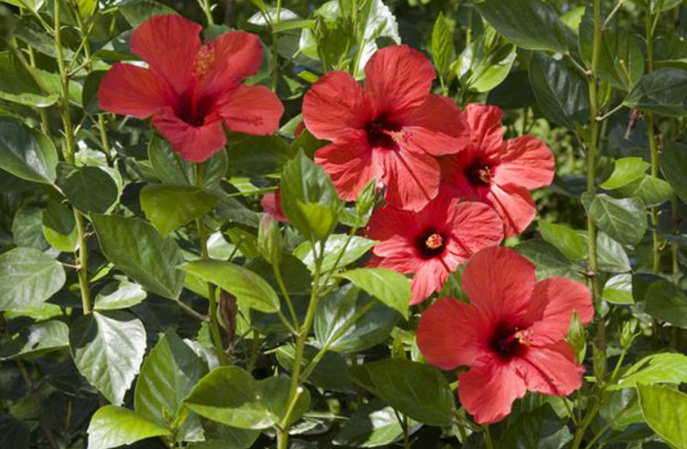 木菊一年开花多长时间