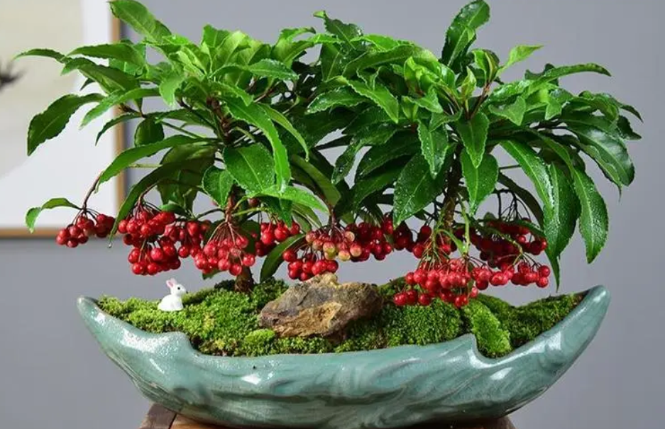 富贵子一年开几次花