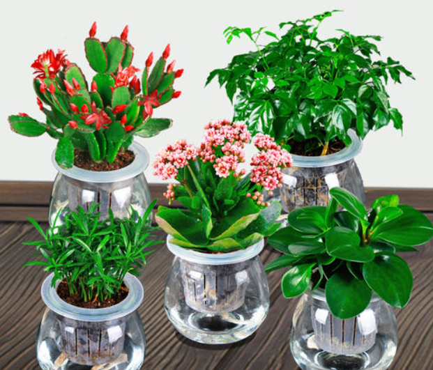 水培花用什么肥料