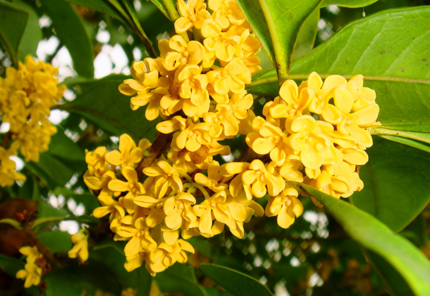 桂花树叶尖枯焦怎么回事