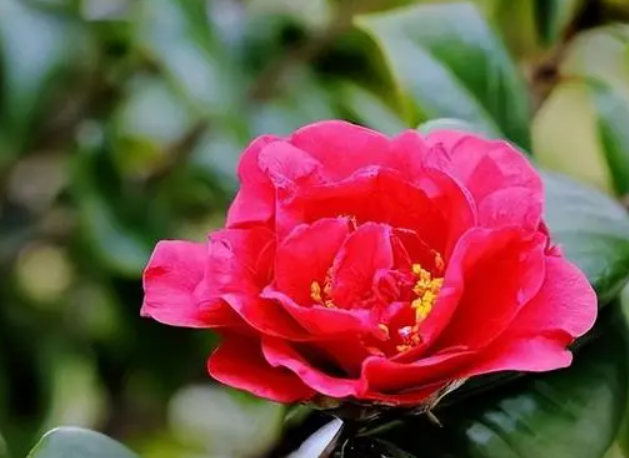 茶花可以把枝条全部剪掉吗