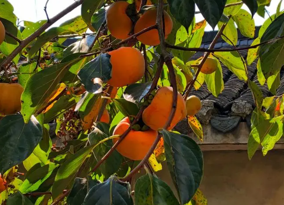 大门西侧栽柿子树好吗