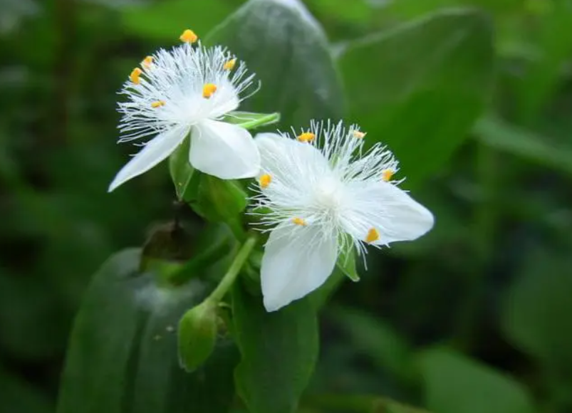 白花紫露草怎么养