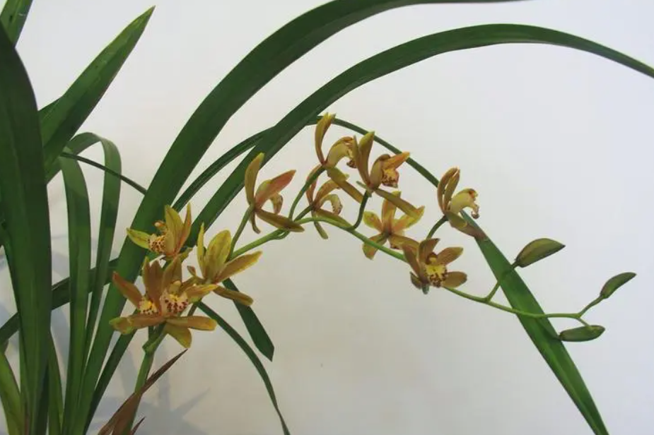 惠兰刚出花苞的时候可以分盆吗