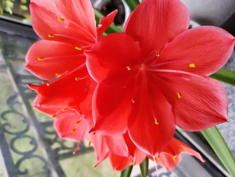 对红花为什么不开花