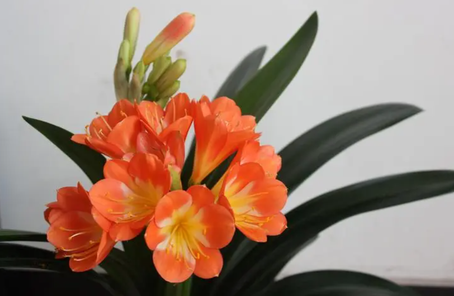 君子兰土适合养什么花