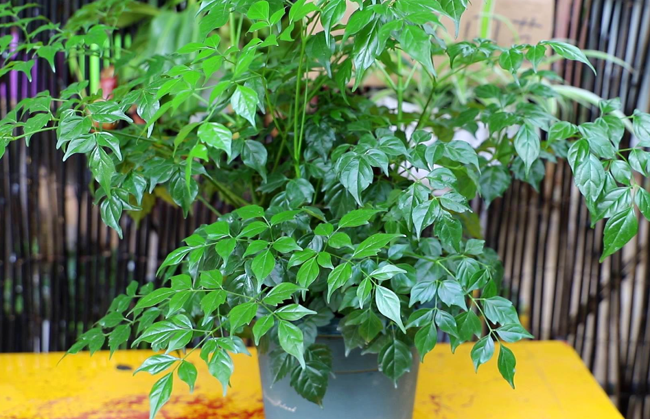 幸福树可以施磷酸二氢钾吗